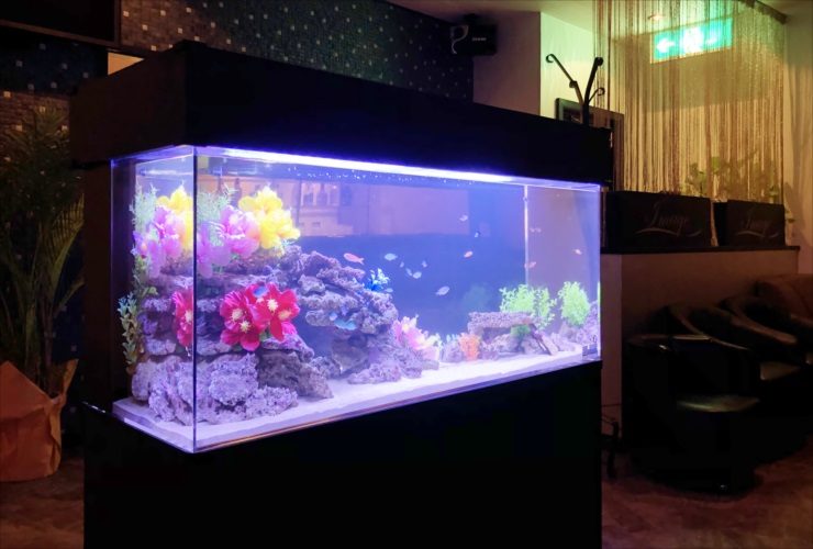 造花と岩で彩られた大型水槽と泳ぐ小型魚の群れ