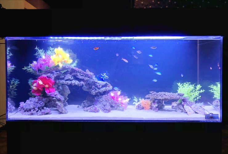 青い照明に照らされた海水魚水槽と造花のレイアウト