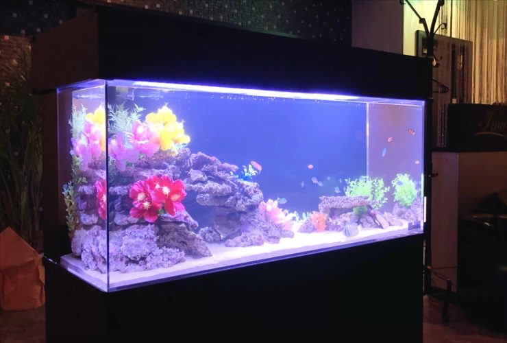 造花と岩を配置した青い照明の大型海水魚水槽