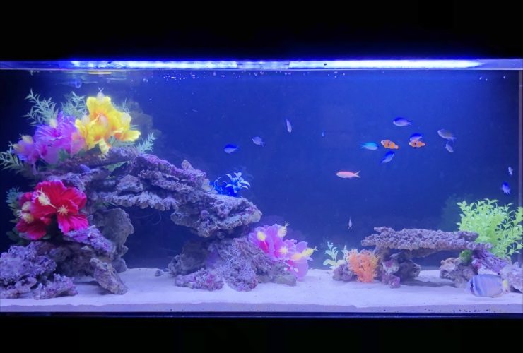 造花と岩で装飾された海水魚水槽を泳ぐスズメダイの仲間