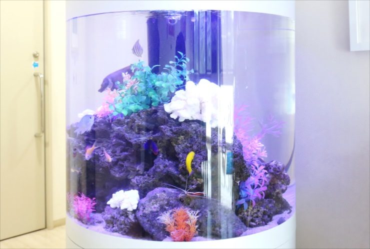 練馬区 皮膚科クリニック 待合室 60cm円柱海水魚水槽 レンタル事例 水槽画像3