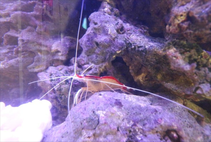 海水水槽のライブロックに隠れる赤いエビの仲間
