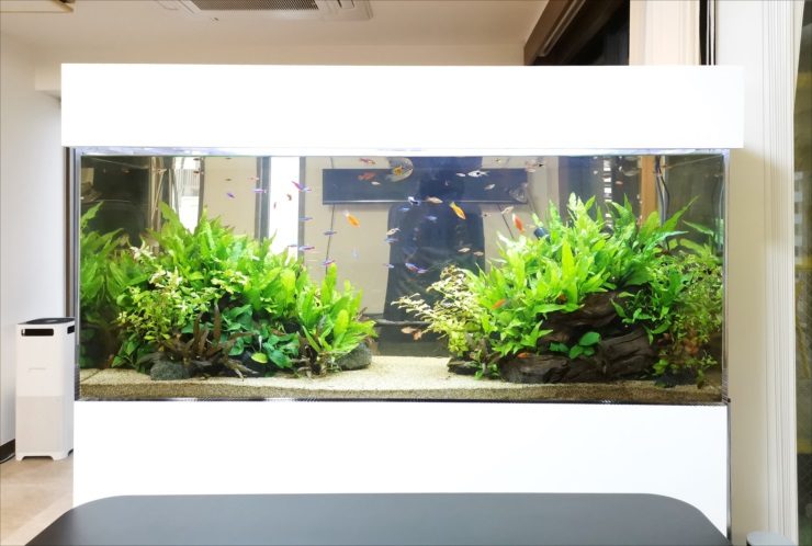 白い水槽台に設置された水草と小型魚の大型水槽