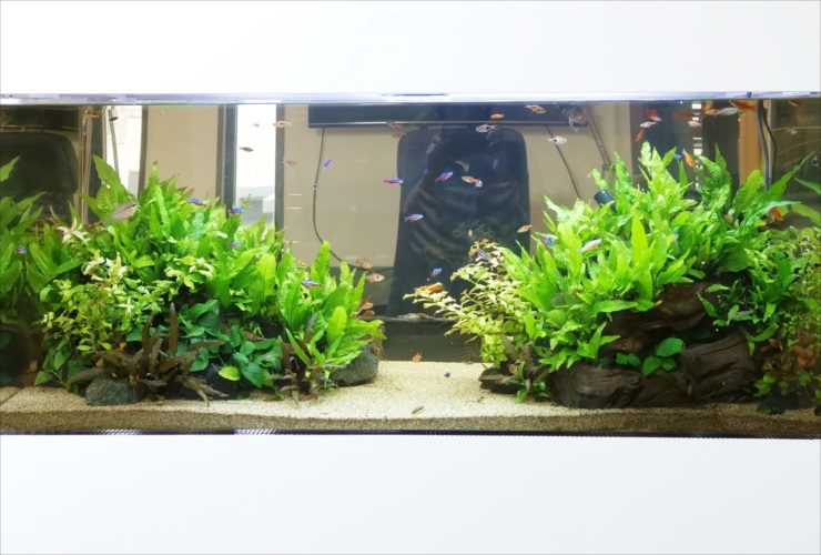 水草が茂る左右の石組みとネオンテトラの仲間の泳ぐ水槽