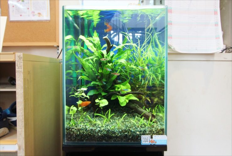 水草と流木を配置した縦長水槽で泳ぐ小型熱帯魚群