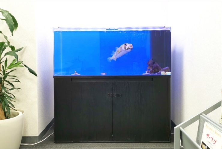 青い背景の水槽で泳ぐフグと黒い水槽台の設置例