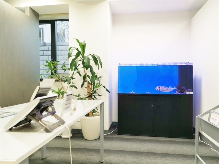 オフィスに設置された大型海水魚水槽と観葉植物