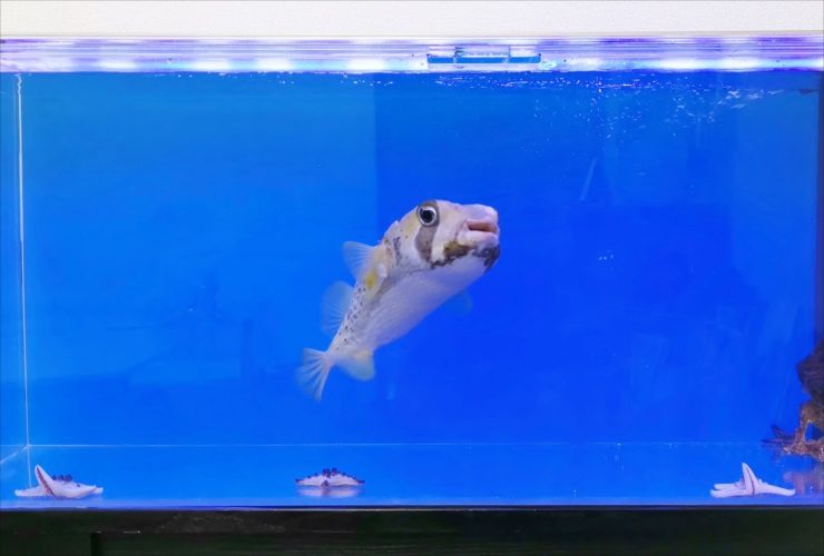 フグ かわいい 水槽レンタル