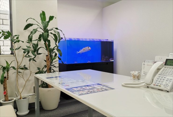 オフィスに設置された海水魚水槽と観葉植物のある風景