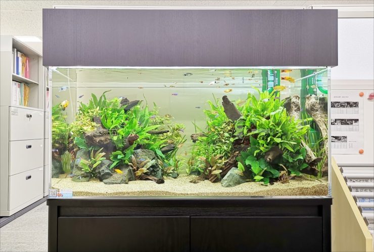 オフィスに設置された大型の水草レイアウト水槽