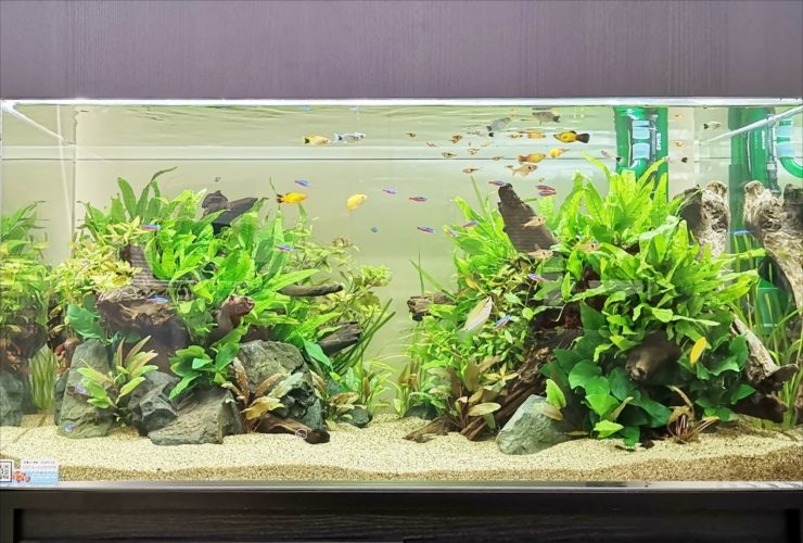 水草と流木を配置した水槽を泳ぐネオンテトラの仲間と熱帯魚
