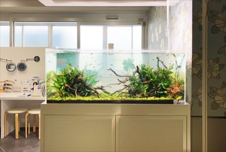 流木と水草を配置した室内の大型水草水槽