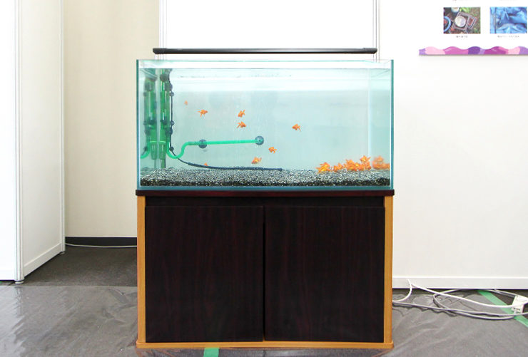 東京　短期イベント　 90cm淡水魚水槽　短期水槽レンタル事例