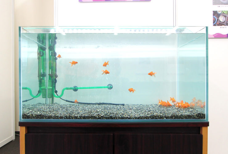 砂利を敷いた水槽内を泳ぐ複数の金魚と外部フィルターの配管