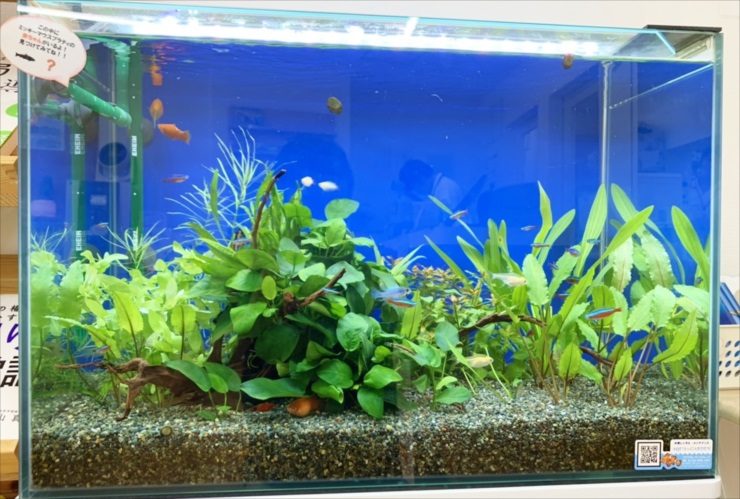 水草とネオンテトラの仲間が泳ぐ青い背景の熱帯魚水槽