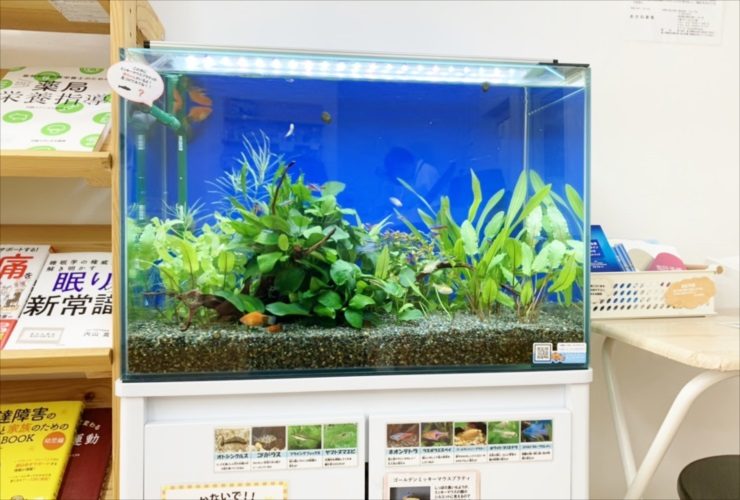 薬局の棚の横に設置された水草と小型魚の熱帯魚水槽
