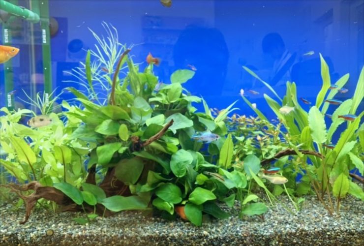 青い背景の水槽で泳ぐネオンテトラの仲間と水草の茂み