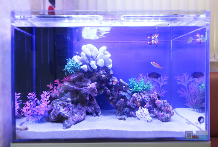 文京区 眼科クリニック 60cm海水魚水槽 水槽レンタル事例 水槽画像2