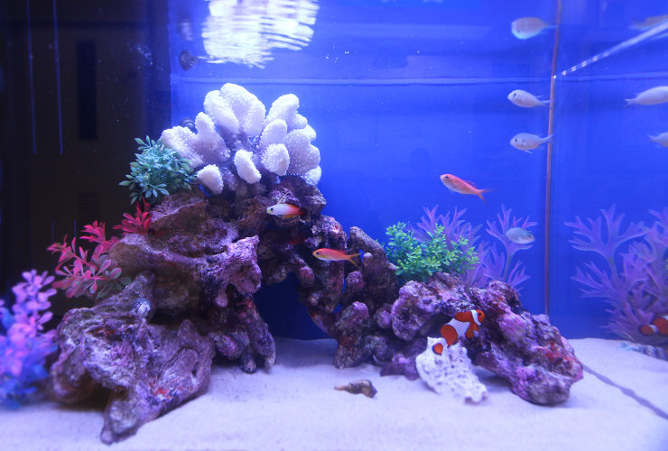 眼科クリニック 60cm海水魚水槽の写真3