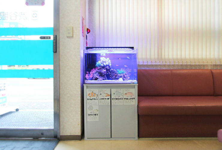 眼科クリニック 60cm海水魚水槽の写真4