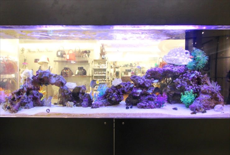 店舗内に設置された大型の海水魚水槽とライブロックのレイアウト