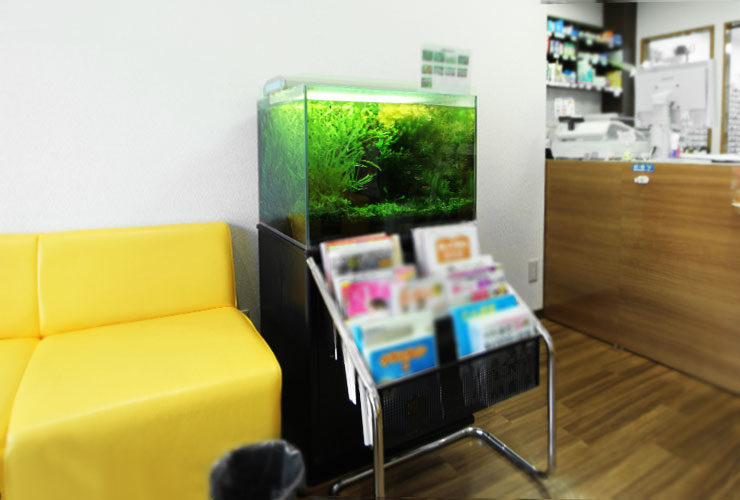 東京都町田市 薬局 60cm淡水魚水槽 レンタル事例 メイン画像