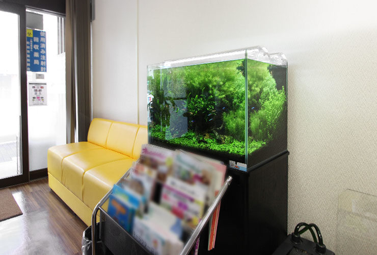 黄色いソファの横に設置された水草が茂る水槽の全景