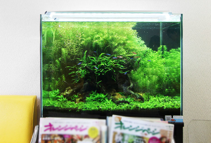 水草が茂る水槽とネオンテトラの仲間と雑誌の並ぶ待合室