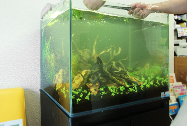 水が緑色に濁った流木レイアウト水槽とピンセットを持つ手