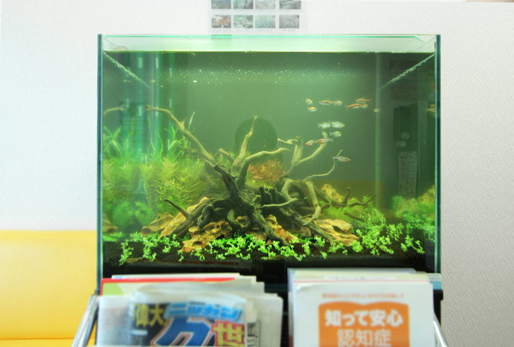 流木と水草を配置した小型カラシンが泳ぐ水槽の全景
