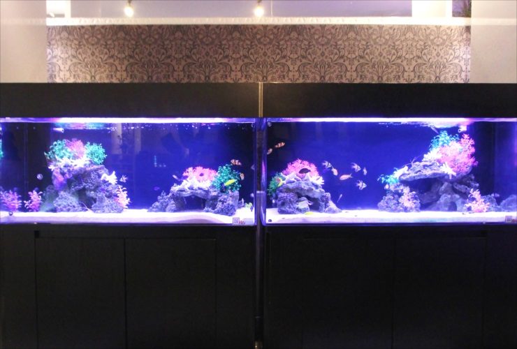 並んで設置された2台の大型海水魚水槽と熱帯魚の群れ