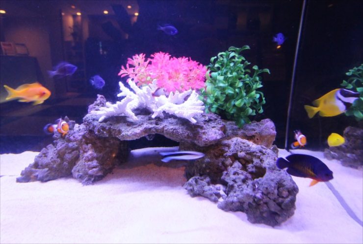 岩組と造花を配置した海水魚水槽を泳ぐクマノミ等の熱帯魚