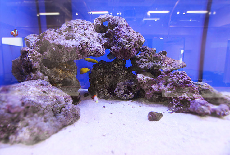 ライブロックを組んだ海水魚水槽と泳ぐ熱帯魚