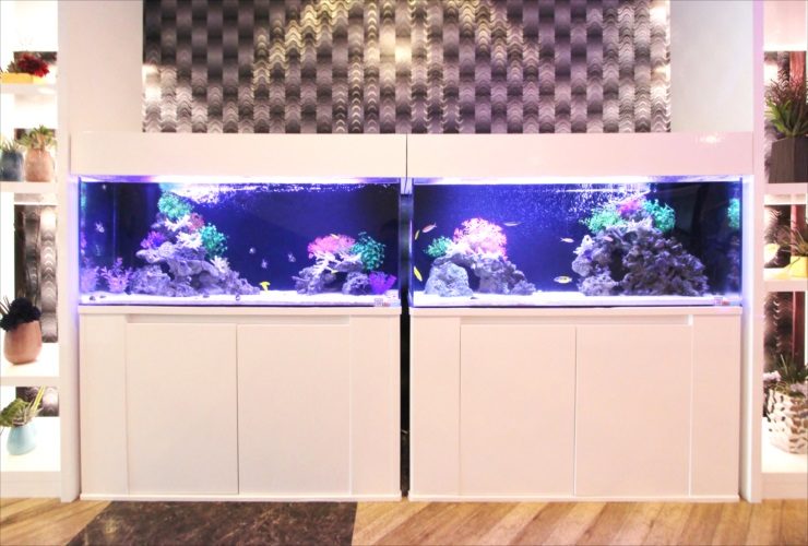 白い水槽台に設置された2台の大型海水魚水槽