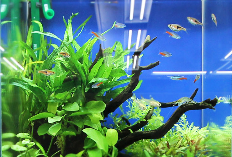 流木と水草に囲まれて泳ぐネオンテトラの仲間と小型熱帯魚