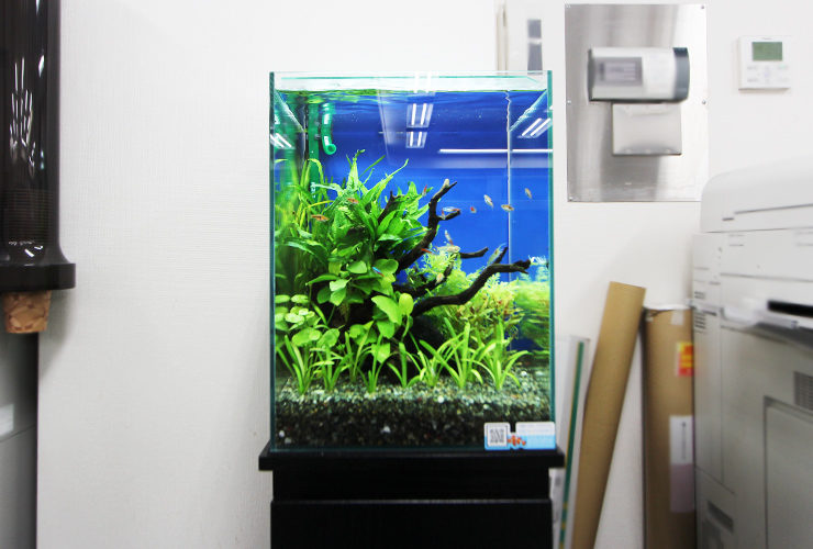流木と水草を配置した青い背景の小型淡水魚水槽