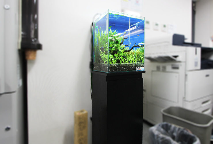 オフィスに設置された黒い水槽台と小型の水草水槽