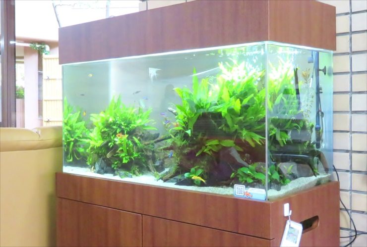 老人ホームのエントランスフロア 90cm淡水魚水槽 レンタル事例 水槽画像3