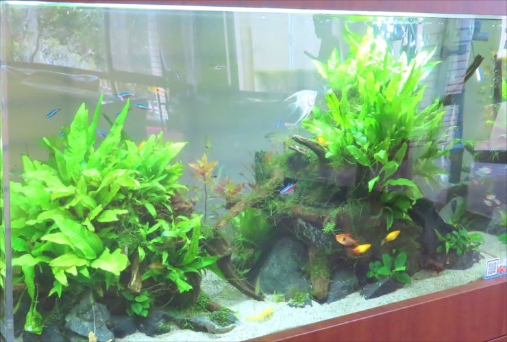 水草とネオンテトラの仲間が泳ぐ流木レイアウト水槽