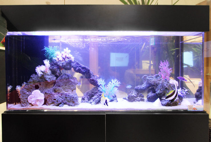 岩組と人工サンゴを配置した海水魚水槽の全景