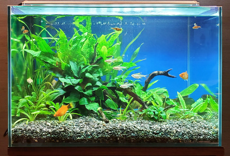 水草と小型熱帯魚が泳ぐ砂利敷きの水槽レイアウト