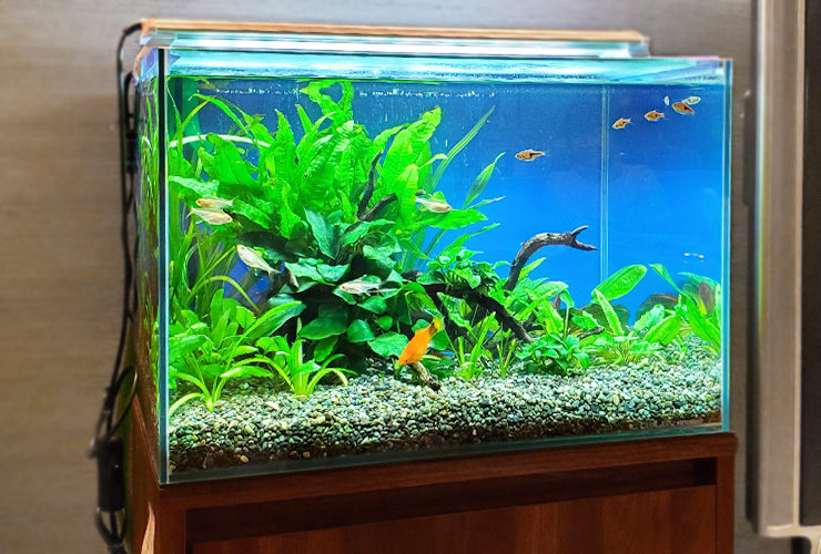 水草と小型魚が泳ぐ青い背景のフレームレス水槽