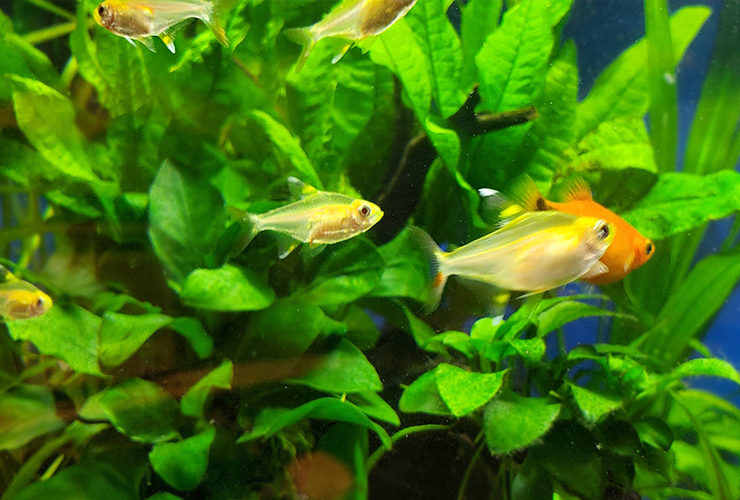 水草の間を泳ぐ小型カラシンとオレンジ色の熱帯魚
