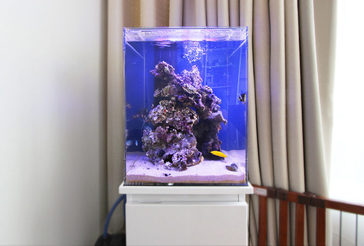ライブロックを高く積んだ海水魚水槽と黄色い熱帯魚
