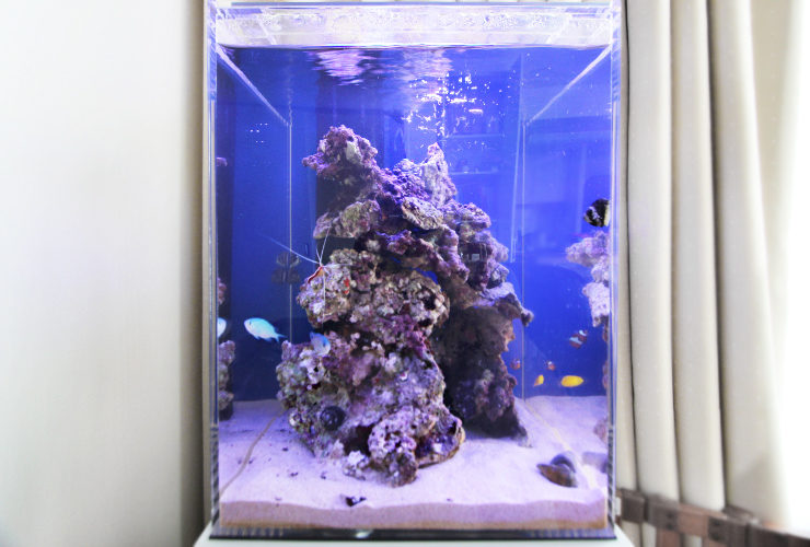 ライブロックを積んだ青い照明の海水魚水槽
