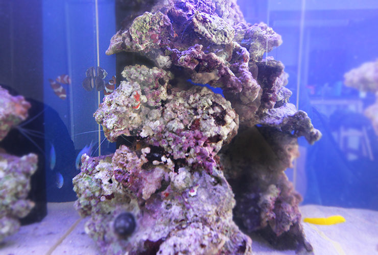ライブロックを高く積み上げた海水魚水槽のレイアウト