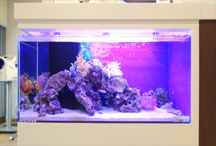 青い照明に照らされた海水魚水槽とライブロックのレイアウト