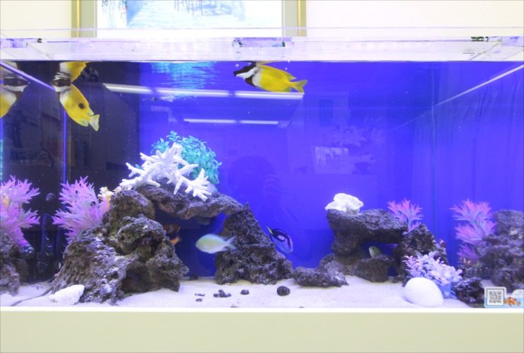 青い背景の海水魚水槽を泳ぐ黄色い魚と岩組みのレイアウト