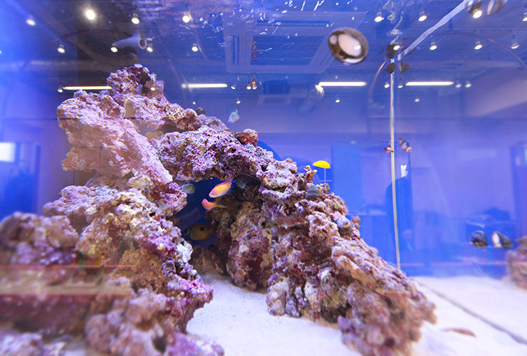 ライブロックを組んだ海水魚水槽と泳ぐ熱帯魚の群れ