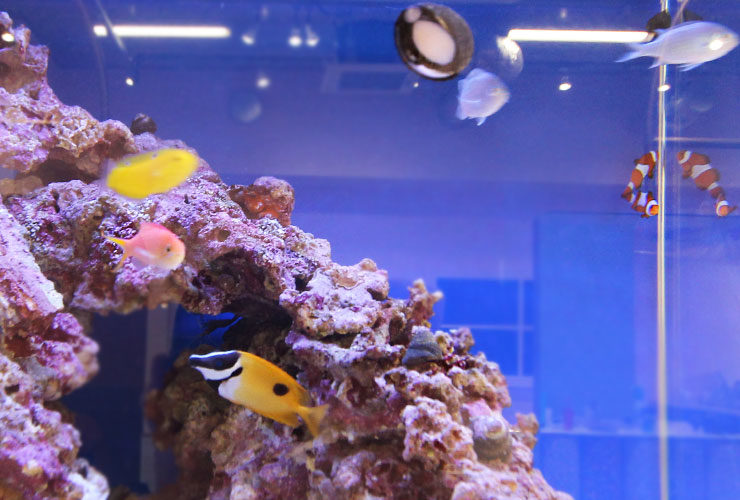 ライブロックと海水魚が泳ぐ青い背景の海水水槽